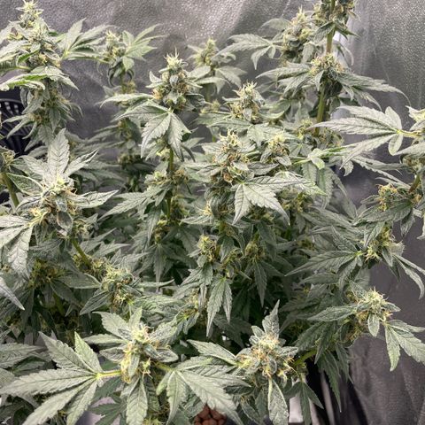 Agatha growlog timeline photo