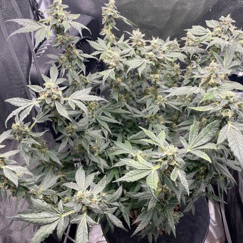 Agatha growlog timeline photo
