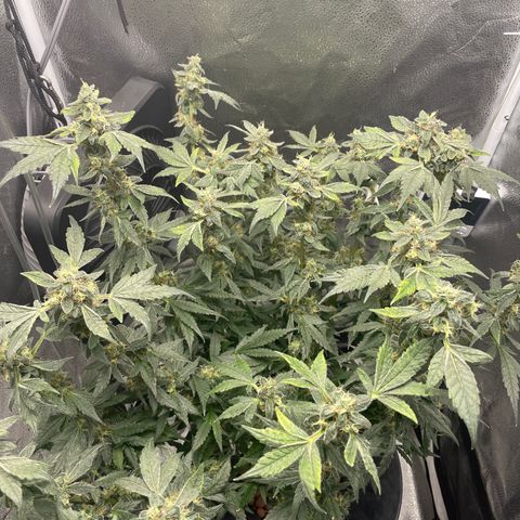 Agatha growlog timeline photo