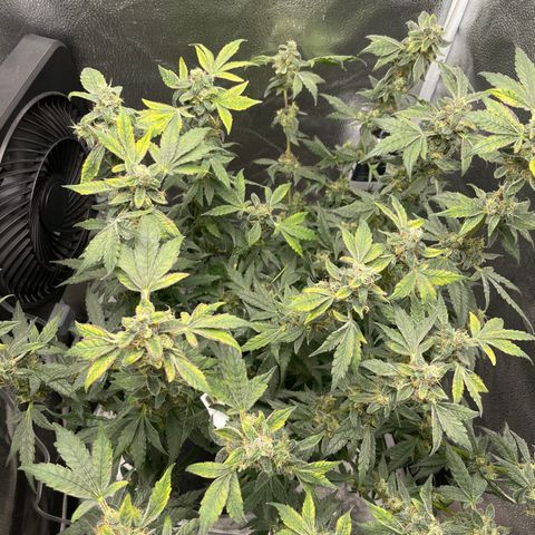 Agatha growlog timeline photo