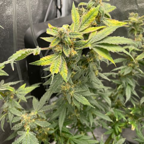 Agatha growlog timeline photo
