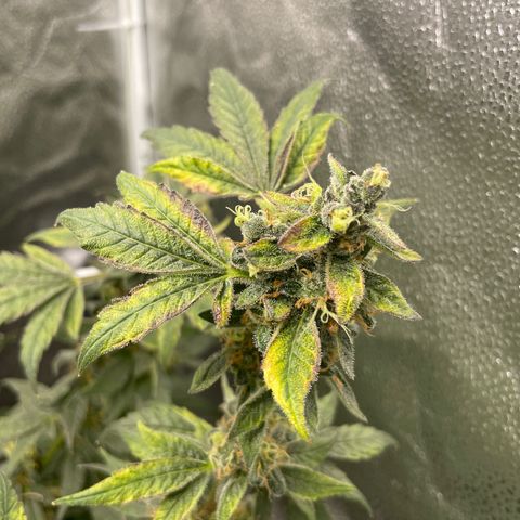 Agatha growlog timeline photo