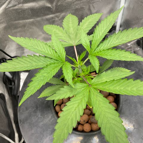 Gengar growlog photo: After topping