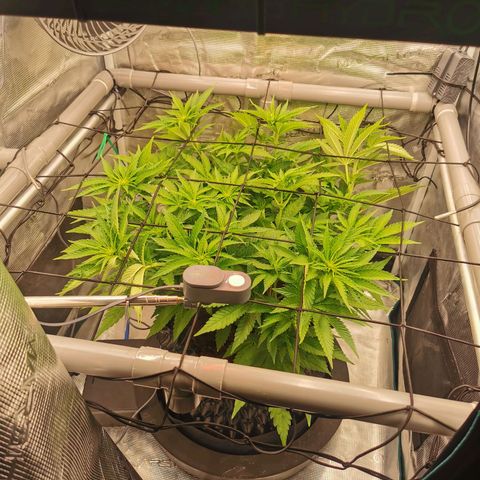 Critical growlog timeline photo