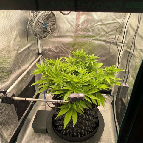 Critical growlog timeline photo