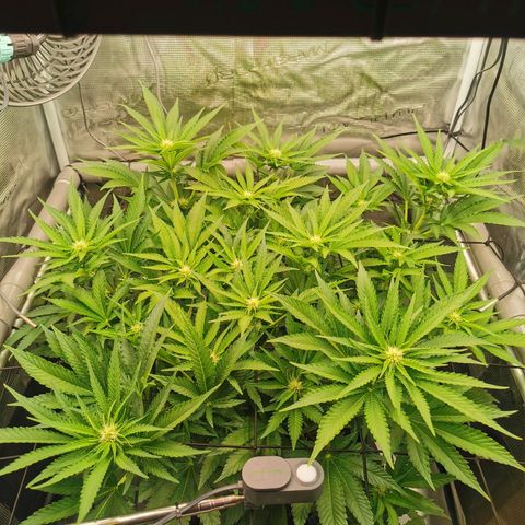 Critical growlog timeline photo