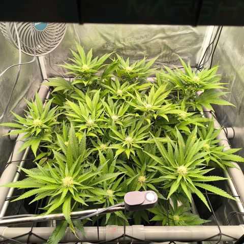 Critical growlog timeline photo