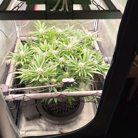 Critical growlog timeline photo