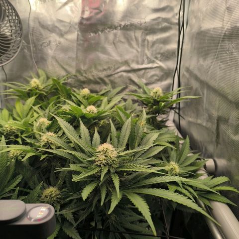 Critical growlog timeline photo