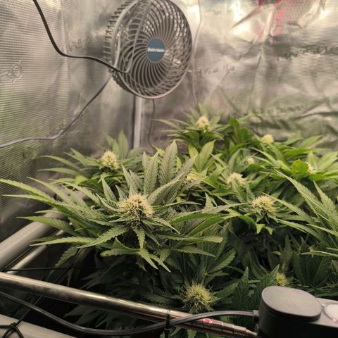 Critical growlog timeline photo