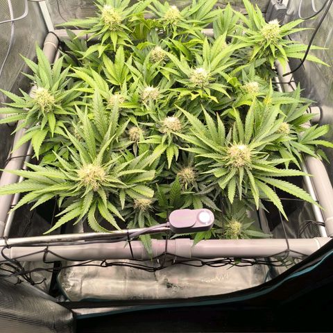 Critical growlog timeline photo