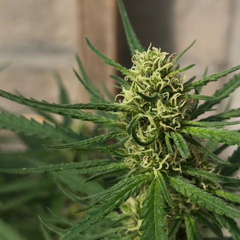 Amnesia growlog timeline photo