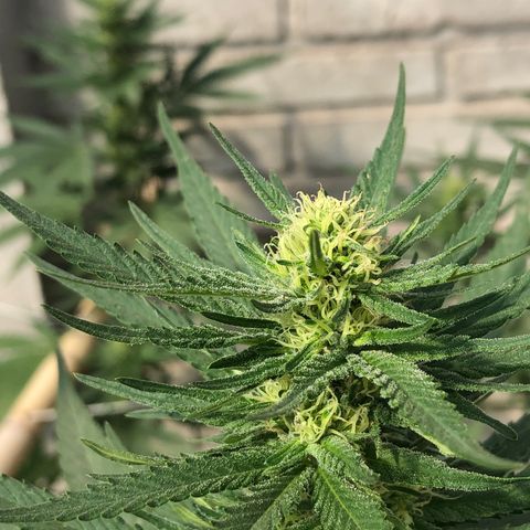 Kritikal Bilbo growlog timeline photo