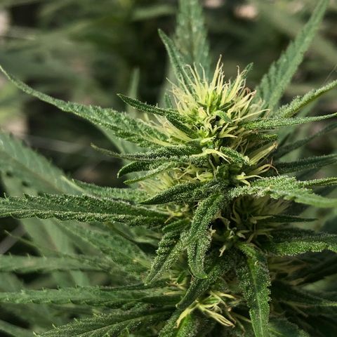 Gorilla Glue growlog timeline photo