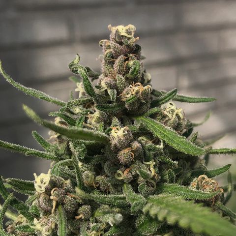 Amnesia growlog timeline photo