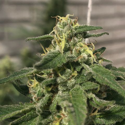 Kritikal Bilbo growlog timeline photo