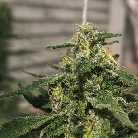 Kritikal Bilbo growlog timeline photo