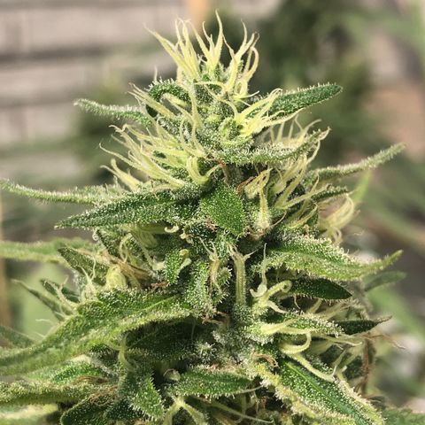 Gorilla Glue growlog timeline photo