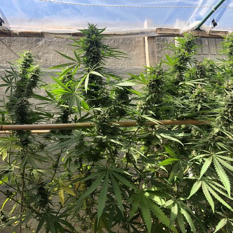 Amnesia growlog timeline photo