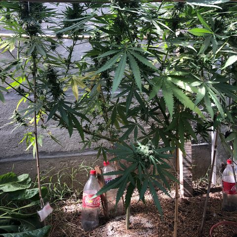 Amnesia growlog timeline photo