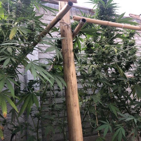 Kritikal Bilbo growlog timeline photo