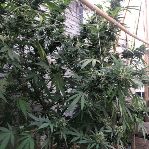 Gorilla Glue growlog timeline photo