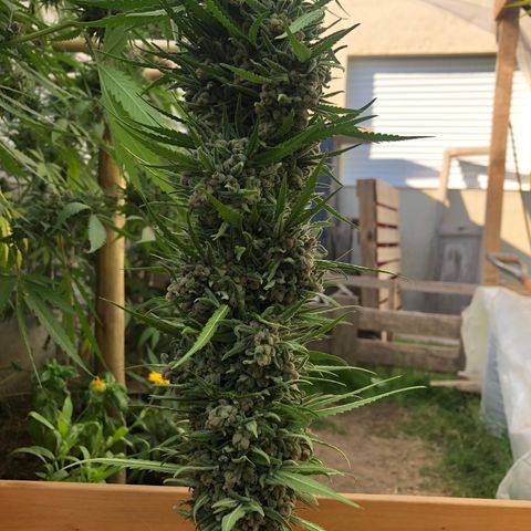 Amnesia growlog timeline photo