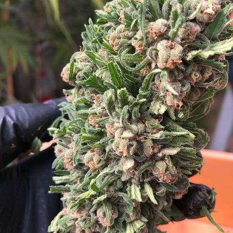 Amnesia growlog timeline photo
