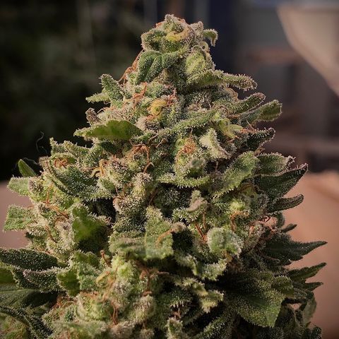 Kritikal Bilbo growlog timeline photo