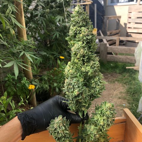 Kritikal Bilbo growlog timeline photo