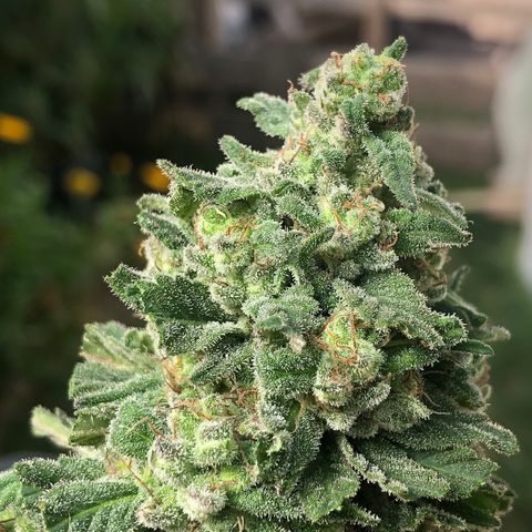 Kritikal Bilbo growlog timeline photo