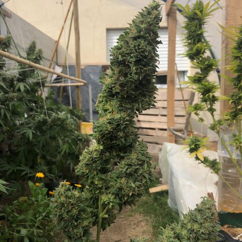 Gorilla Glue growlog timeline photo