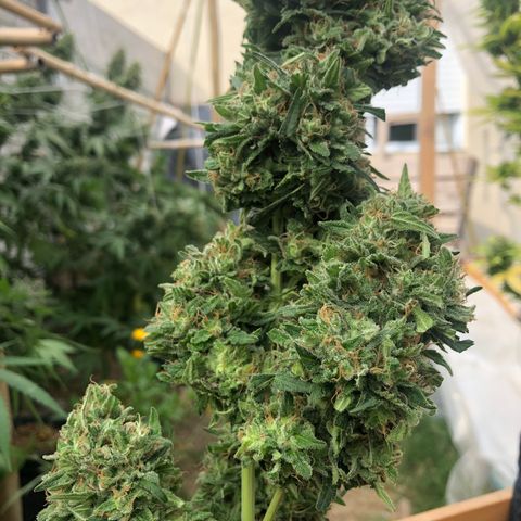 Gorilla Glue growlog timeline photo