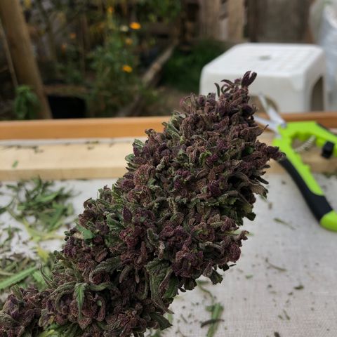 Amnesia growlog timeline photo