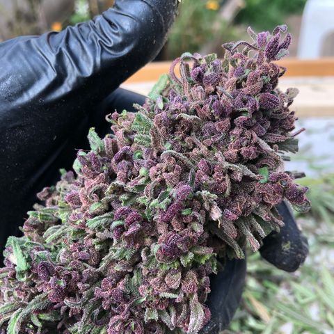 Amnesia growlog timeline photo
