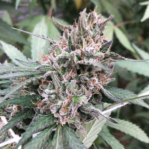 Gorilla Glue growlog timeline photo