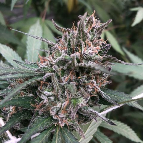 Gorilla Glue growlog timeline photo