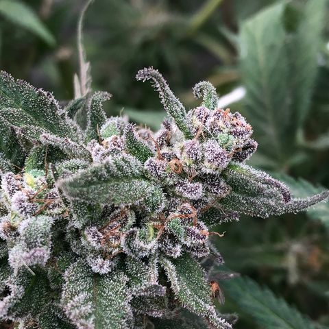 Kritikal Bilbo growlog timeline photo