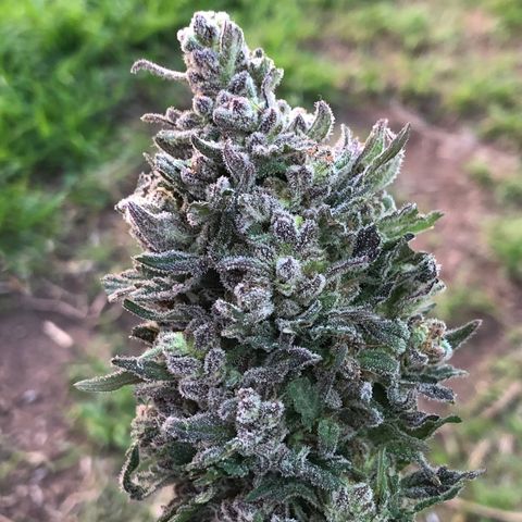 Kritikal Bilbo growlog timeline photo