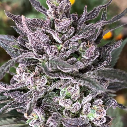 Kritikal Bilbo growlog timeline photo