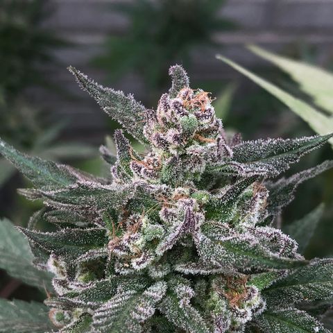 Kritikal Bilbo growlog timeline photo