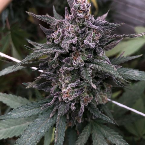Kritikal Bilbo growlog timeline photo