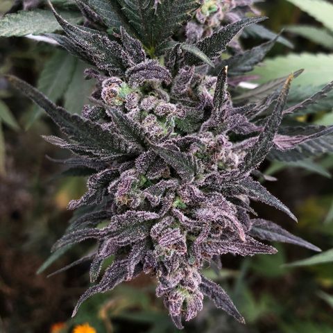 Kritikal Bilbo growlog timeline photo