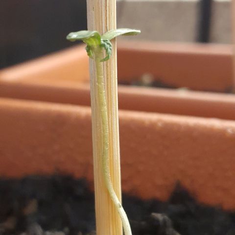 Aninha growlog photo: Vaso 01