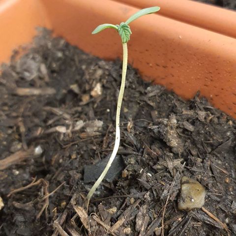 Aninha growlog photo: 6cm