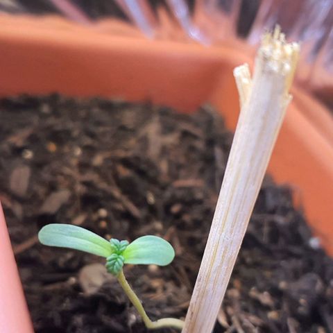 Aninha growlog timeline photo