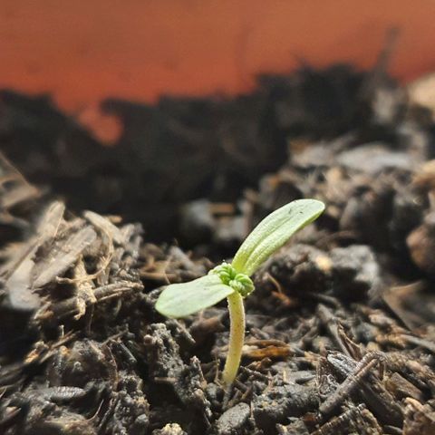 V 02 - P 03 growlog timeline photo