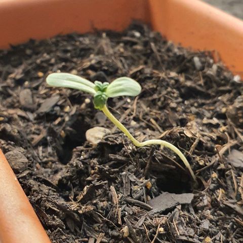 Aninha growlog timeline photo