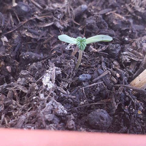 V 02 - P 03 growlog timeline photo