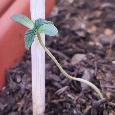 Aninha growlog timeline photo